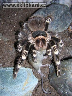 Acanthoscurria-geniculata