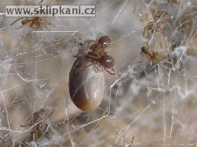 Arachnida_Araneae