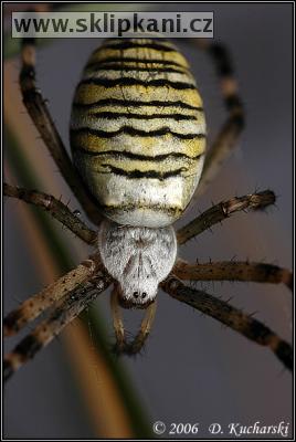 Araneae_Araneidae
