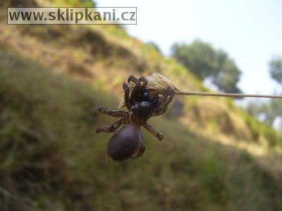 Araneae_Ctenizidae