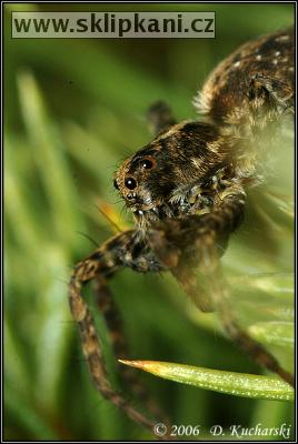 Araneae_Lycosidae