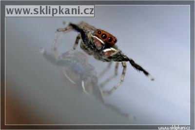Araneae_Salticidae