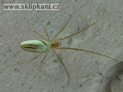 Araneae_Tetragnathidae
