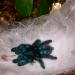 Avicularia versicolor