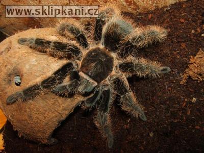 Brachypelma_albopilosum