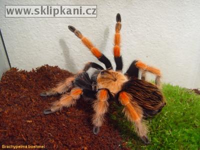 Brachypelma_boehmei