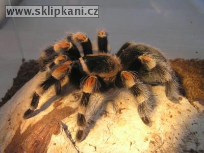 Brachypelma_smithi