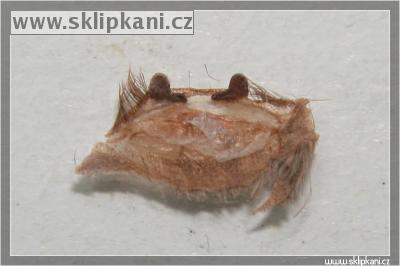 Heteroscodra-maculata
