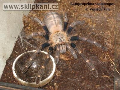 Lampropelma-violaceopes