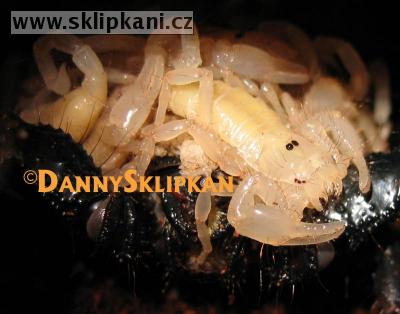 Scorpionidae_Pandinus