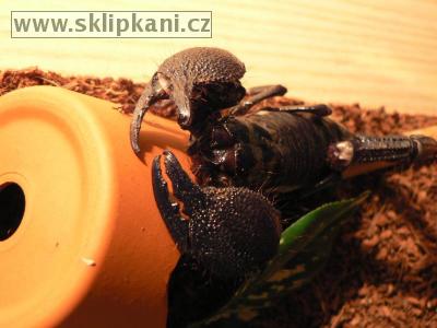 Scorpionidae_Pandinus