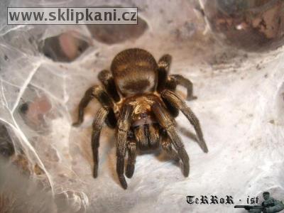 Acanthogonatus-francki