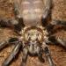 Acanthogonatus pissii