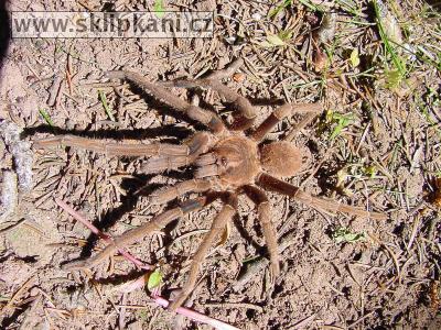 Acanthoscurria-antillensis