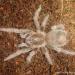 Acanthoscurria antillensis