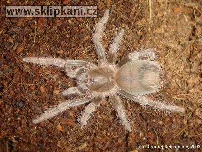 Acanthoscurria_antillensis