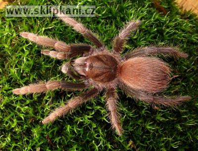 Acanthoscurria_antillensis