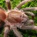 Acanthoscurria antillensis