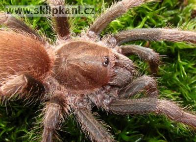 Acanthoscurria_antillensis