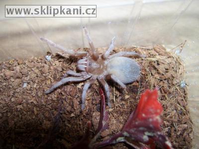 Acanthoscurria_atrox