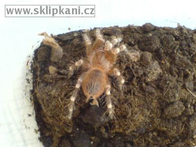 Acanthoscurria_brocklehursti