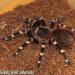 Acanthoscurria brocklehursti