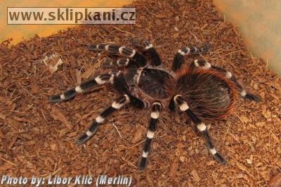 Acanthoscurria-brocklehursti