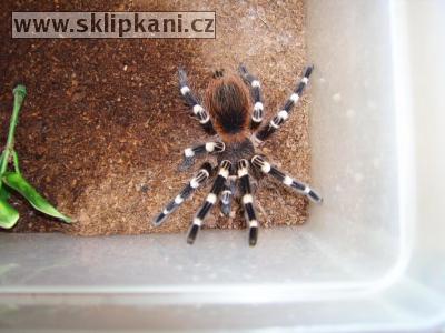 Acanthoscurria_brocklehursti