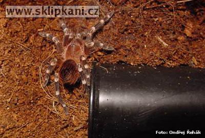 Acanthoscurria-brocklehursti