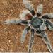 Acanthoscurria chacoana