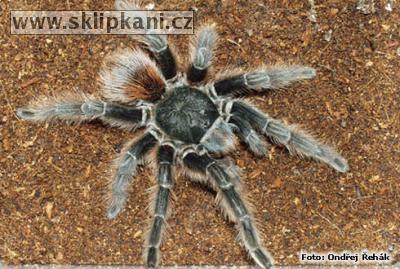 Acanthoscurria_chacoana