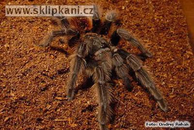 Acanthoscurria-chacoana