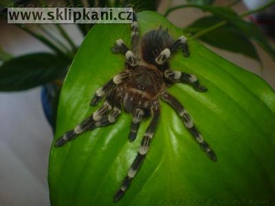 Acanthoscurria_geniculata