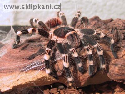 Acanthoscurria-geniculata