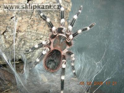 Acanthoscurria-geniculata