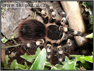 Acanthoscurria_geniculata