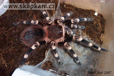 Acanthoscurria-geniculata