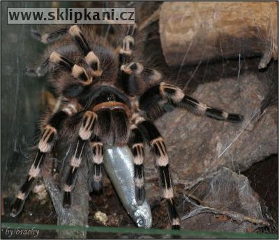 Acanthoscurria-geniculata