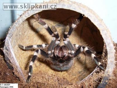 Acanthoscurria_geniculata