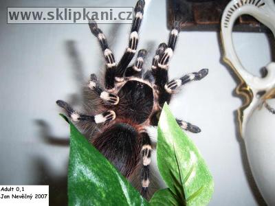 Acanthoscurria-geniculata