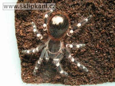 Acanthoscurria-geniculata