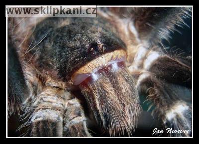 Acanthoscurria-geniculata