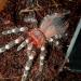 Acanthoscurria geniculata