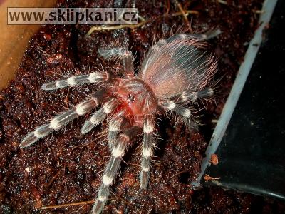 Acanthoscurria_geniculata