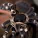 Acanthoscurria geniculata