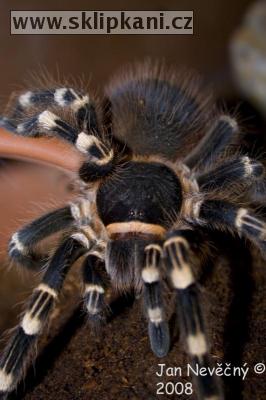 Acanthoscurria-geniculata