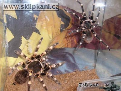 Acanthoscurria_geniculata