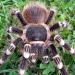 Acanthoscurria geniculata