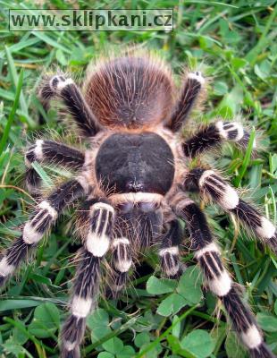 Acanthoscurria-geniculata