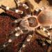 Acanthoscurria geniculata